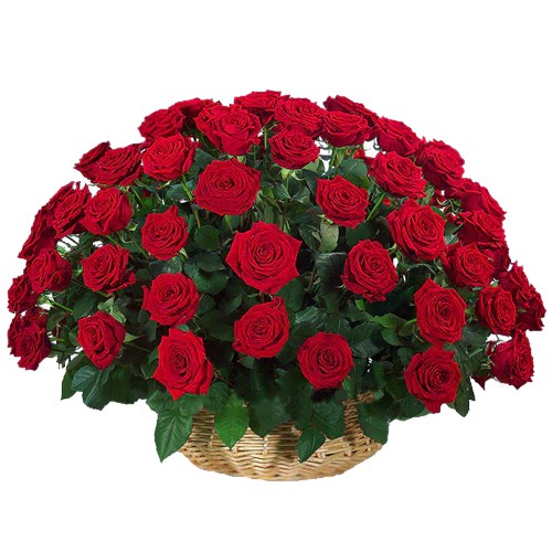 51 Exclusive Dutch Red Roses Arrangement