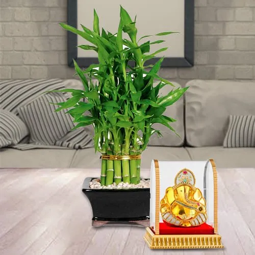 Shop for 2 Tier Lucky Bamboo Plant with Vignesh Ganesh Murti