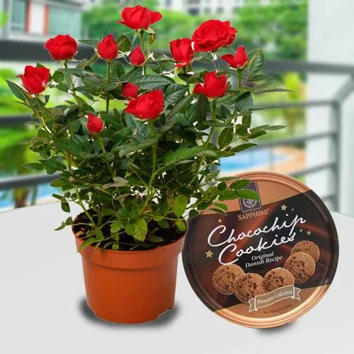 Aesthetic Gift of Red Rose Plant with Cookies