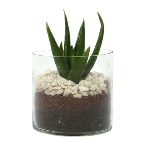 Magical Aloe Vera Plant