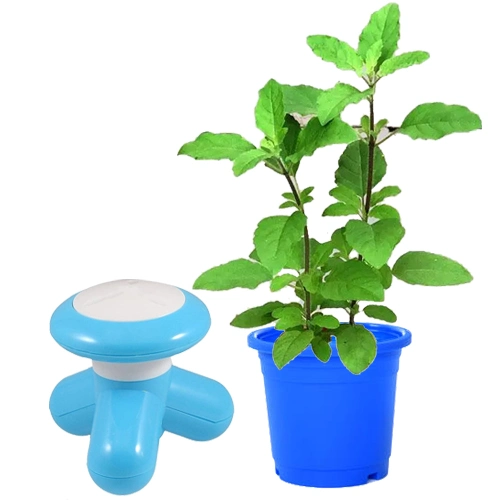All-Green Basil Plant n Massager for Gifting