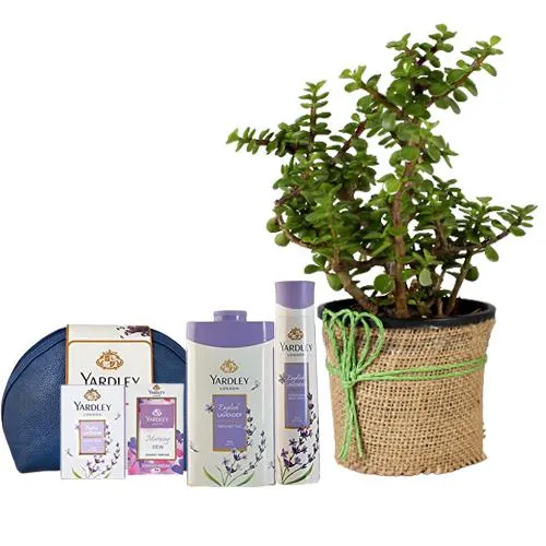 Amazing Jade Plant n Yardley Lavender Gift Kit