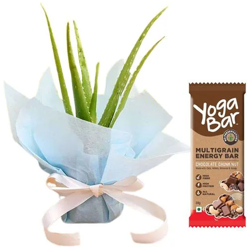 Eco-Friendly Aloe vera Plant n Yoga Bar Combo