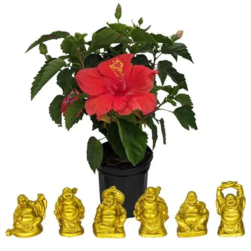 Charming Hibiscus Plant n Laughing Buddha Duo