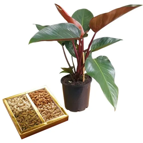 Air Purifying Philodendron Plant n Wholesome Nuts Duo
