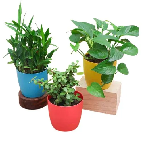 Triple Charm Air purifying Indoor Plants for Office Desks