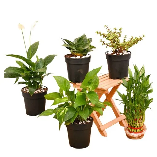 Charming Air Purifying plants Set of 5