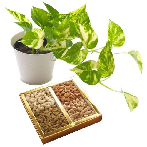 Air Purifying Golden Pothos Plant n Delicious Dry Fruits Duo
