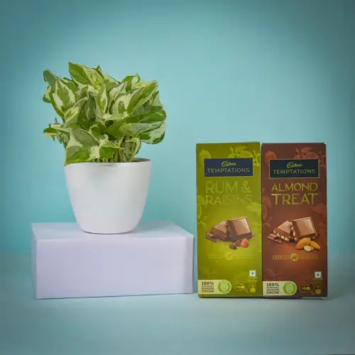 Air Purifying Golden Pothos Plant n Chocolaty Merger