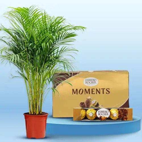 Air Purifying Areca Palm Plant n Chocolaty Pride