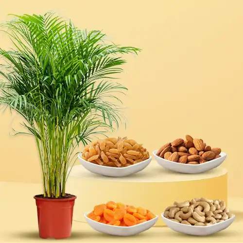 Air Purifying Areca Palm Plant with Crispy n Crunchy dry Fruits