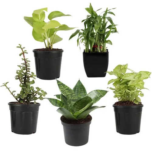 Evergreen Set of 5 Air Purifying Plants for Indoor