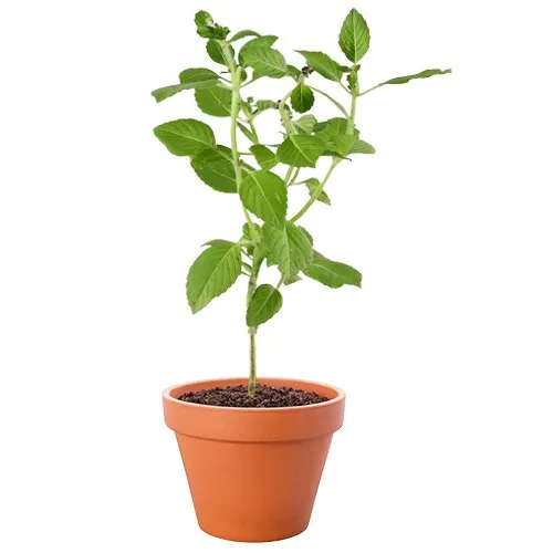 Evergreen Vringraj Plant in Brown Pot Gift