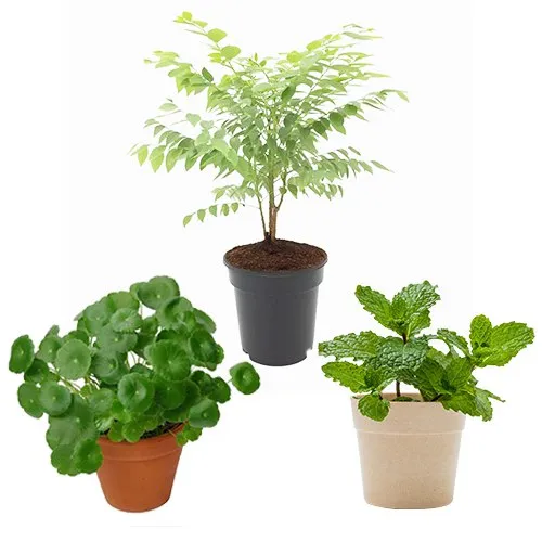 Charming Gift Combo of 3 Medicinal Plants