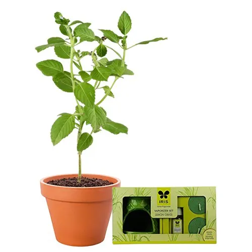 Potted Vringraj Plant with Iris Lemon Grass Ceramic Vaporizer Set