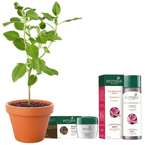 Evergreen Vringraj Plant with Biotique Hair Pack N Anti-Hairfall Serum Combo