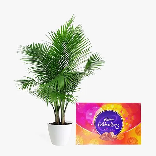 Classic Gift of Areca Palm Plant N Cadbury Celebrations