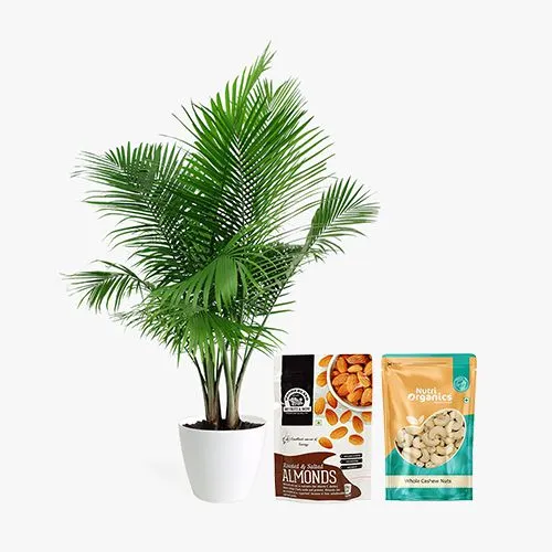 Remarkable Pair of Areca Palm Plant with Almonds N Cashews