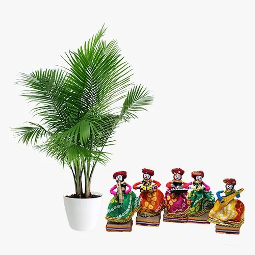 Exotic Gift of Areca Palm Plant with Rajasthani Musician Bawla Puppets