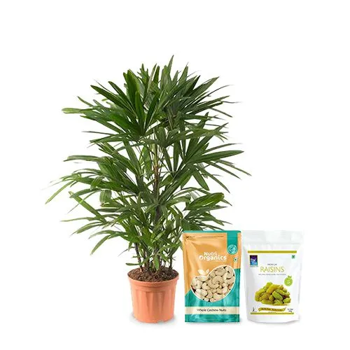 Premium Air Purifying Raphis Palm Plant with Dry Fruit Bliss