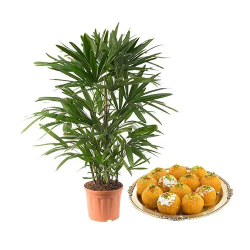 Air Purifying Raphis Palm Plant with Sweet Delights