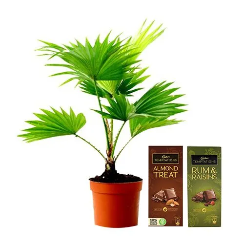 Fantastic Combo of Table Palm Plant with Assorted Cadbury Temptations