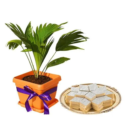 Air Purifying Table Palm Plant with Badam Barfi Combo