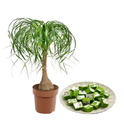 Exclusive Gift of Pony Tail Palm Plant N Mawa Pista Barfi