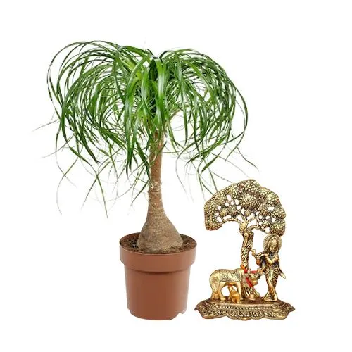 Remarkable Pair of Pony Tail Palm Plant with Metal Krishna Showpiece