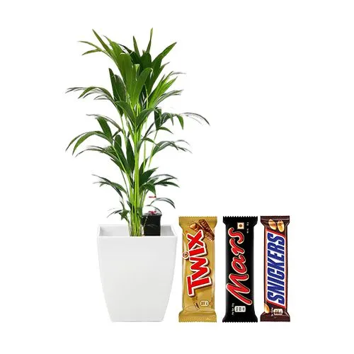Marvelous Gift of Kentia Palm Plant N Assorted Chocolates