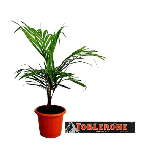 Air Purifying Majesty Palm Plant with Choocolicious Surrender