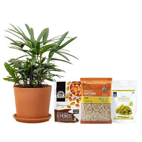 Premium Gift of Potted Broadleaf lady Palm with Assorted Dry Fruits