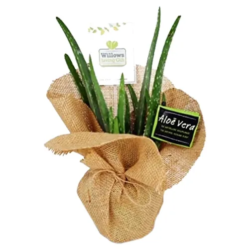 Soothing Jute Wrapped Aloe Vera Plant