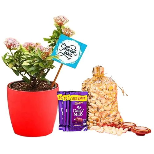 Enchanting Portulaca Plant with Gift Assortments