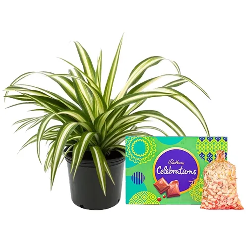Air Purifying Spider Plant with Nuts n Cadbury Celebration Treat
