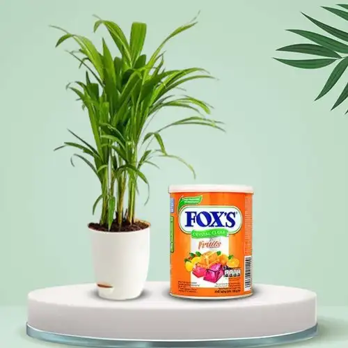 Nurturing Areca Plant N Foxs Candy Combo Gift Set