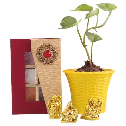 Alluring Money Plant with Laughing Buddha N Handmade Chocolate Combo Set