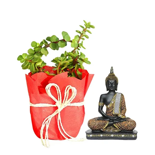 Remarkable Jade Plant with Sitting Buddha Idol Combo