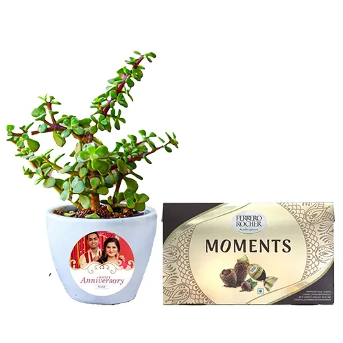 Charming Jade Plant N Ferrero Rocher Moments Chocolate Combo