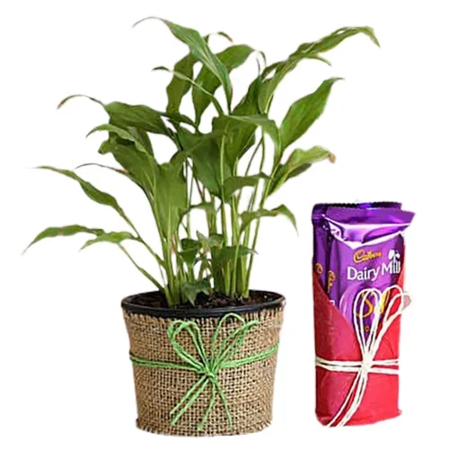 Exclusive Jute Wrapped Peace Lily Plant with Dairy Milk Blast Combo