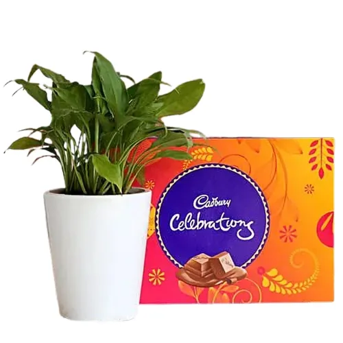 Charming Potted Peace Lily Plant with Cadbury Celebration Combo