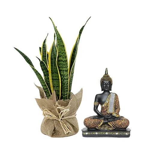 Graceful Jute Wrapped Snake Plant with Sitting Buddha Idol Combo