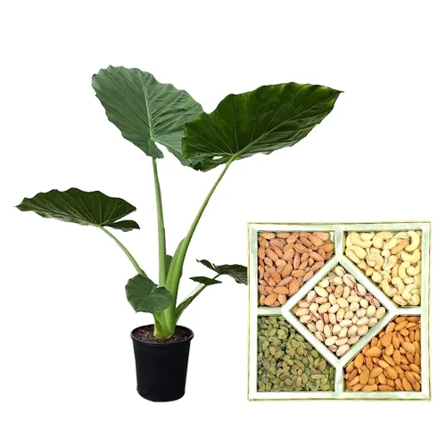 Attractive Combo of Elephant Ear Plant N Nutty Treats