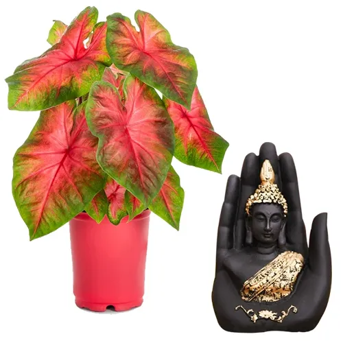Evergreen Caladiums Plant N Handcrafted Palm Buddha Combo
