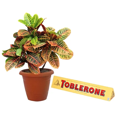 Classic Gift Combo of Crotons Plant N Toblerone
