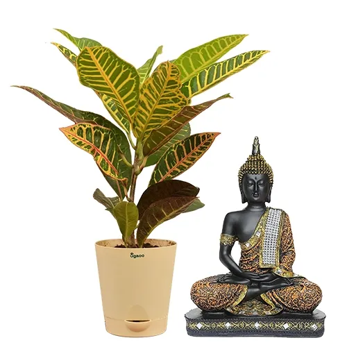 Exotic Crotons Plant N Sitting Buddha Idol Gift Combo