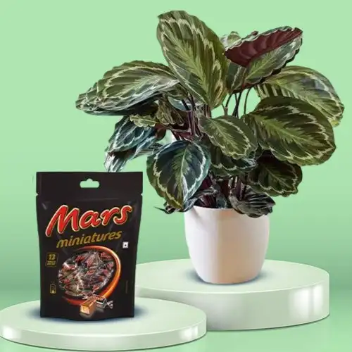 Divine Duo of Calathea Plant with Mars Chocolate