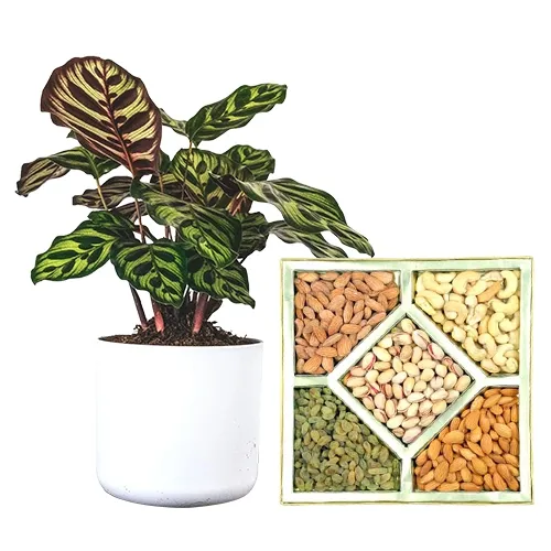 Classic Pair of Calatheas Plant with Assorted Dry Fruits