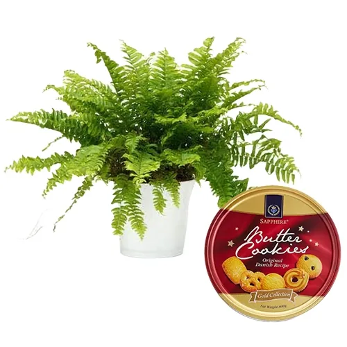 Eye Catching Fern Plant with Sapphire Butter Cookies Gift