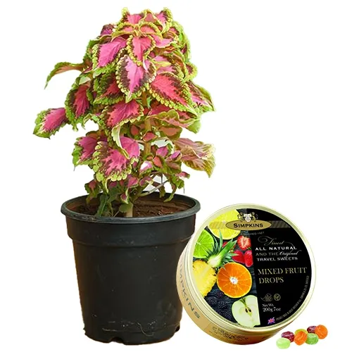 Marvelous Combo of Coleus Plant N Simpkins Tin Candy